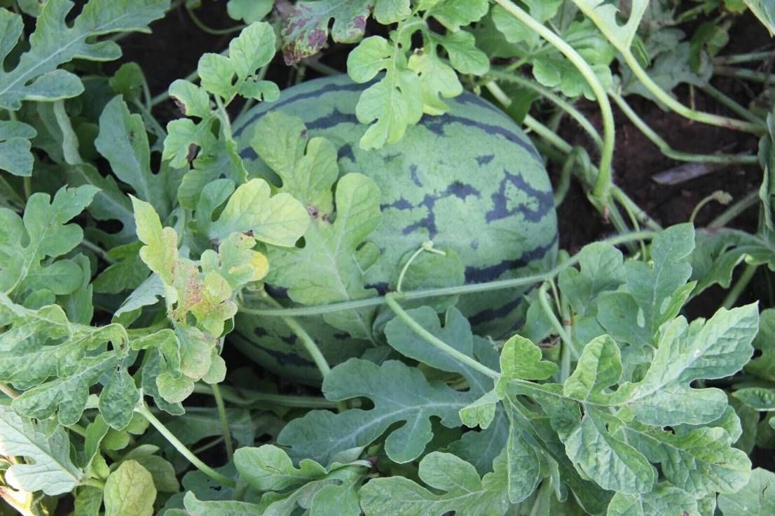 a0dc9f9d404012d1d50e8264e80a6c56